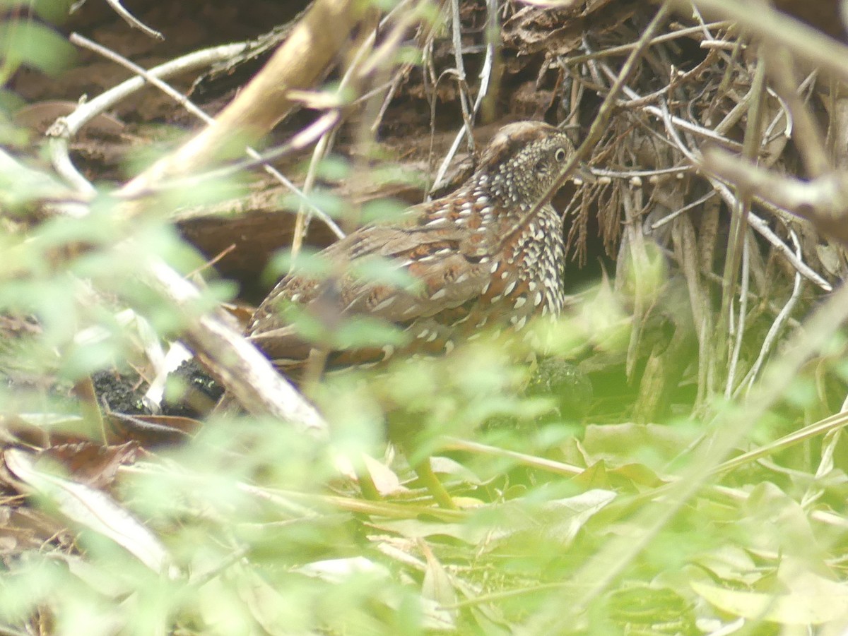 Black-breasted Buttonquail - ML612185744