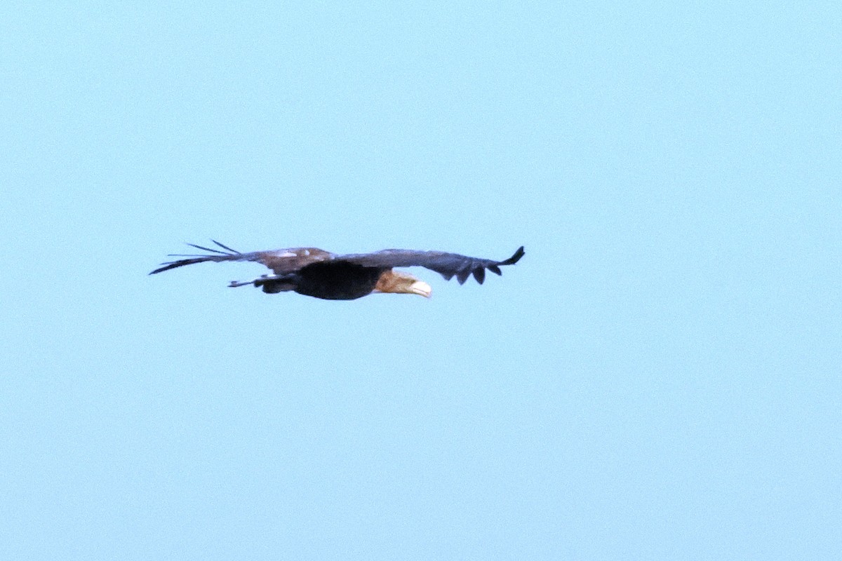 White-tailed Eagle - ML612186045