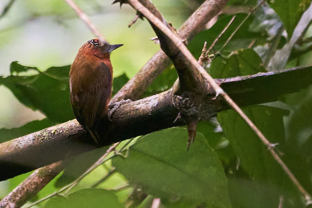 Rufous-breasted Piculet - ML612186112
