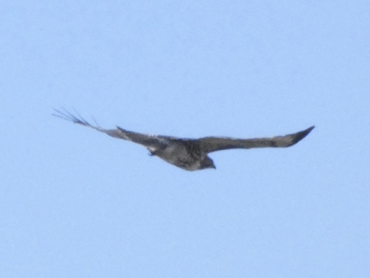 Red-tailed Hawk - ML612186568