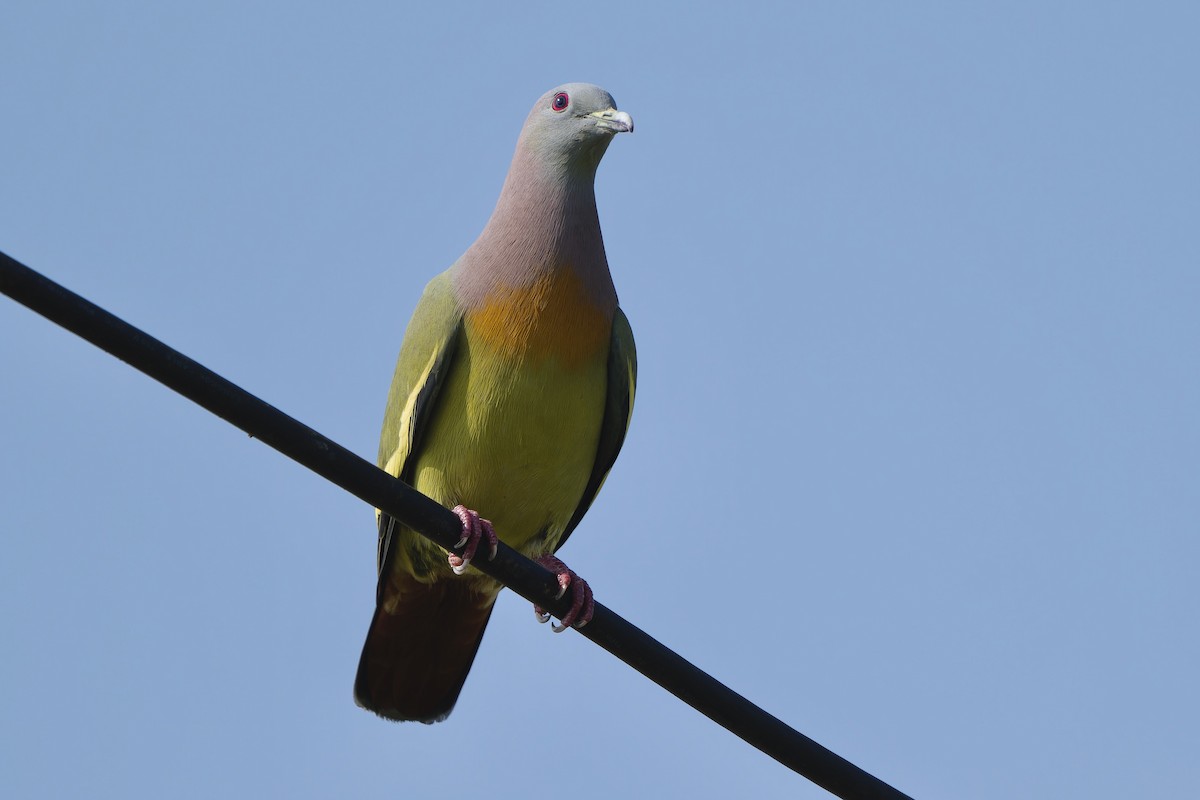 Pink-necked Green-Pigeon - Sam Hambly