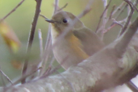 Red-flanked Bluetail - ML612186904