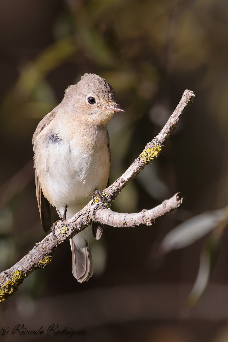 Red-breasted Flycatcher - ML612188038