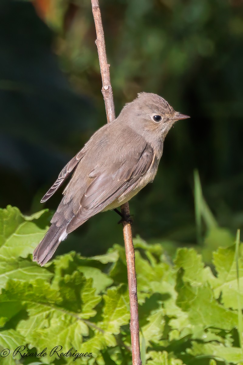 Red-breasted Flycatcher - ML612188041