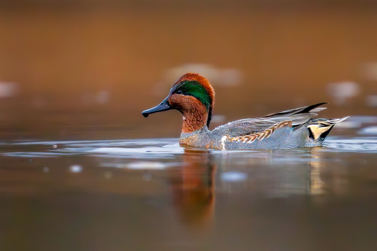 Green-winged Teal - ML612188071