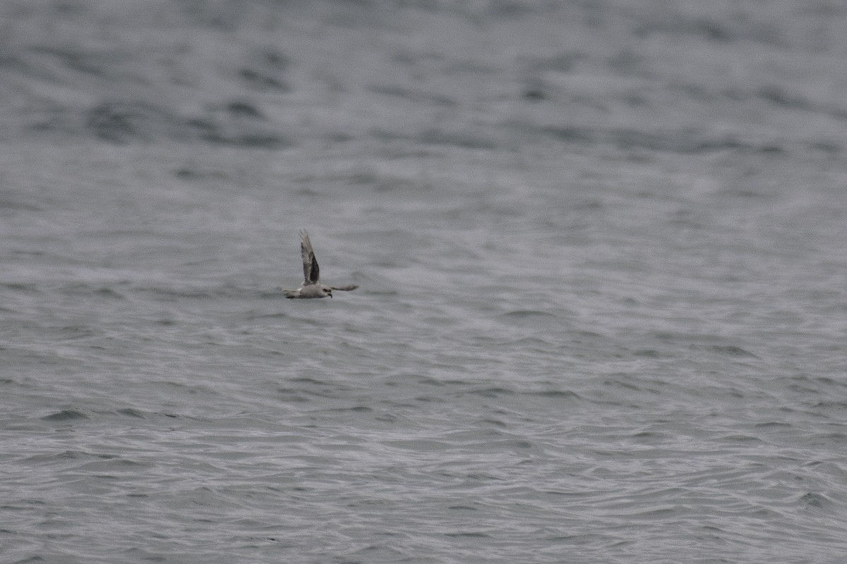 Fork-tailed Storm-Petrel - ML612188191