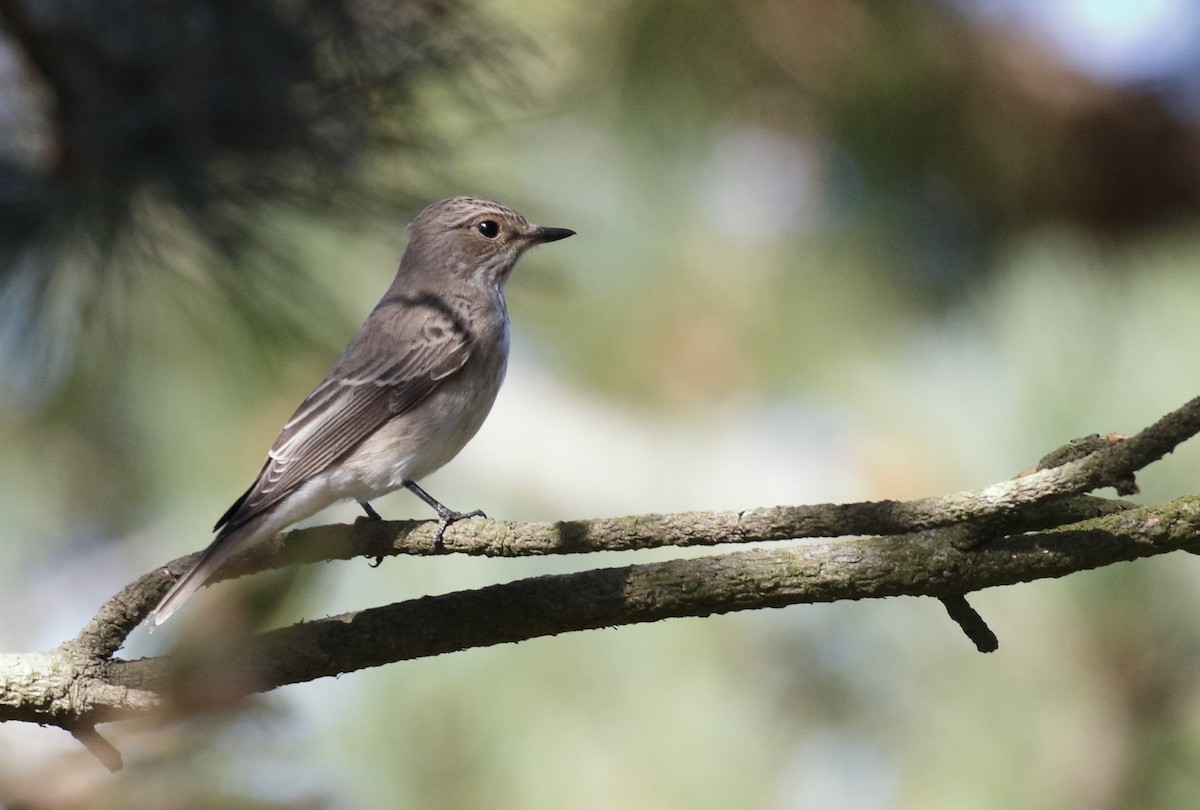 Spotted Flycatcher (Spotted) - ML612188223
