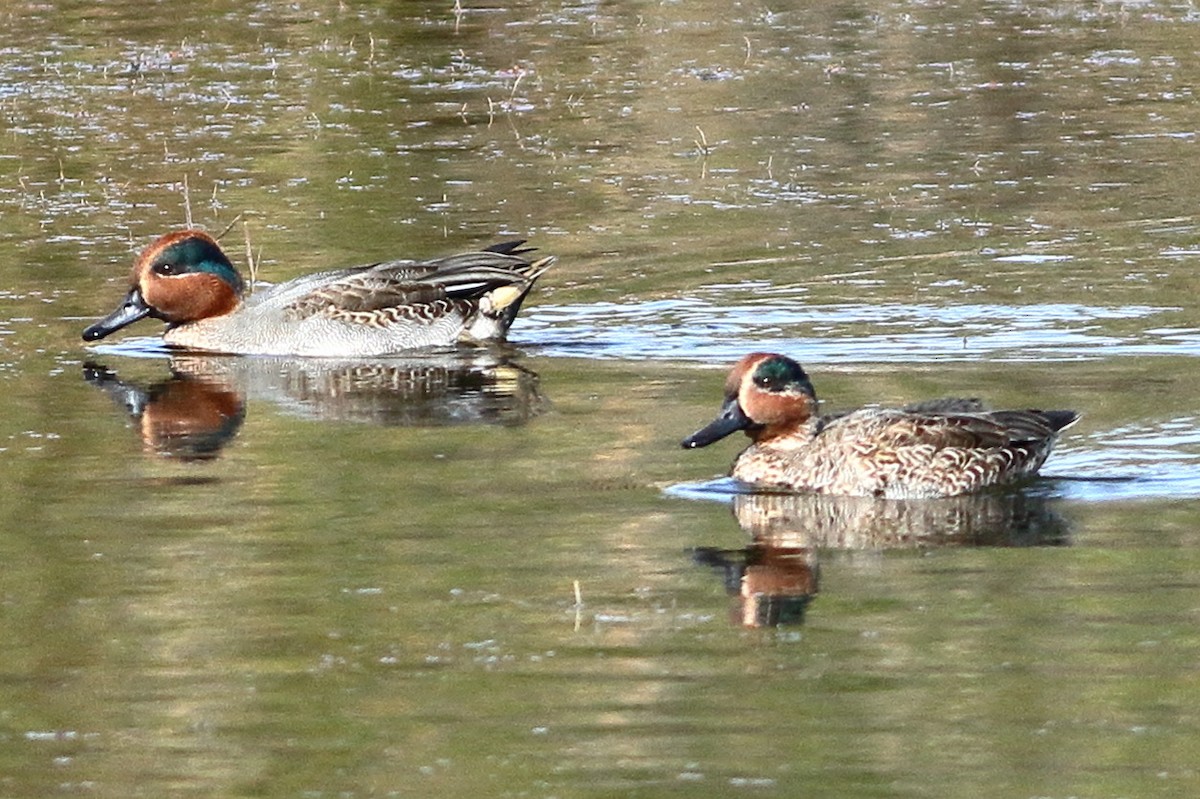Green-winged Teal - ML612188225