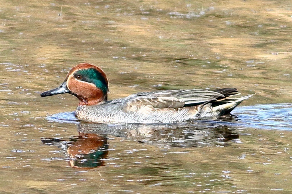 Green-winged Teal - ML612188226