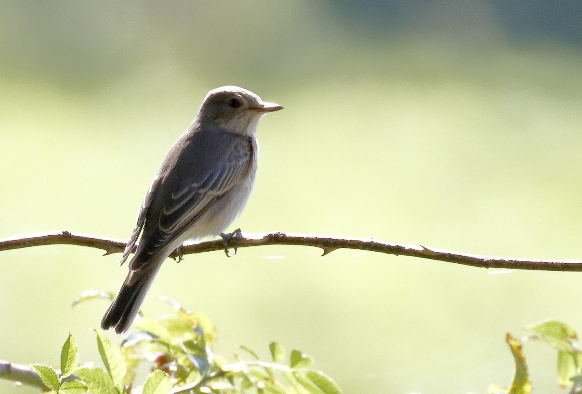 Spotted Flycatcher (Spotted) - ML612188228