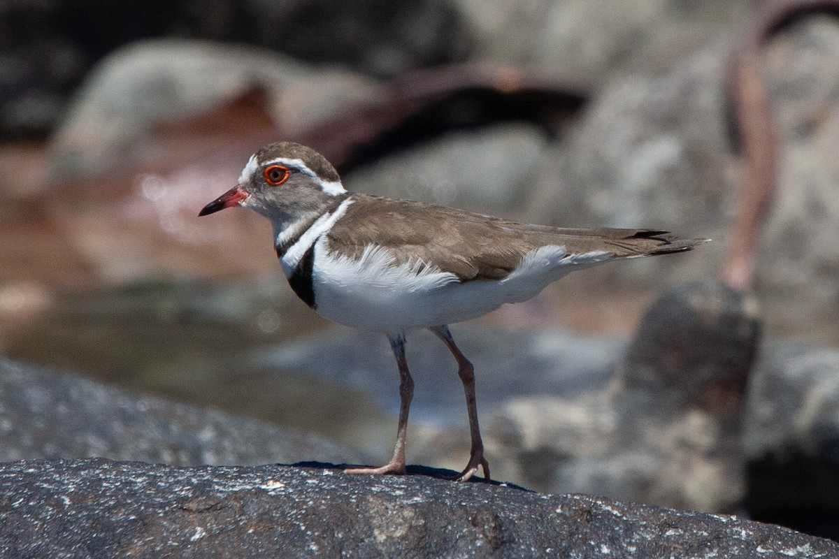 Three-banded Plover (African) - ML612188384