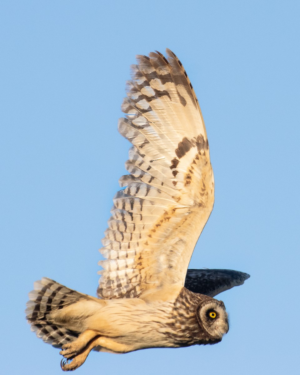 Short-eared Owl - ML612188494