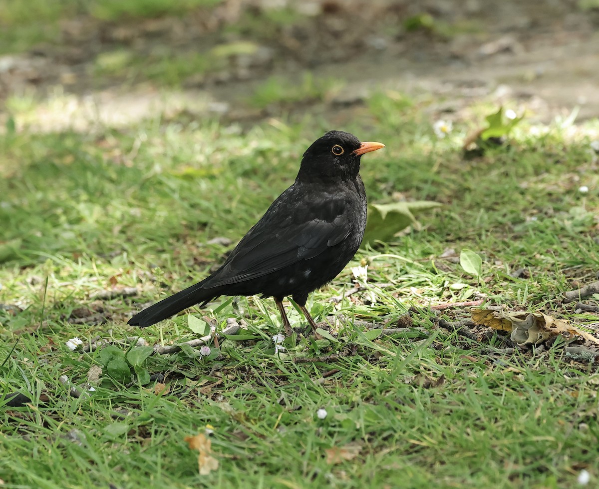 Eurasian Blackbird - ML612188565