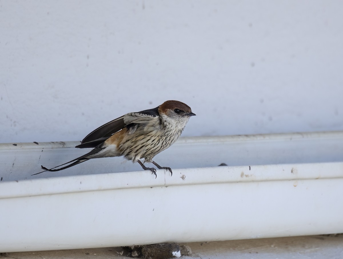 Greater Striped Swallow - ML612188790
