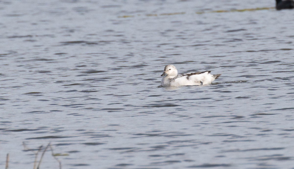 Long-tailed Duck - ML612188822