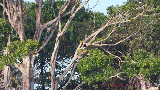 Sarı Gerdanlı Tukan (swainsonii) - ML612189251