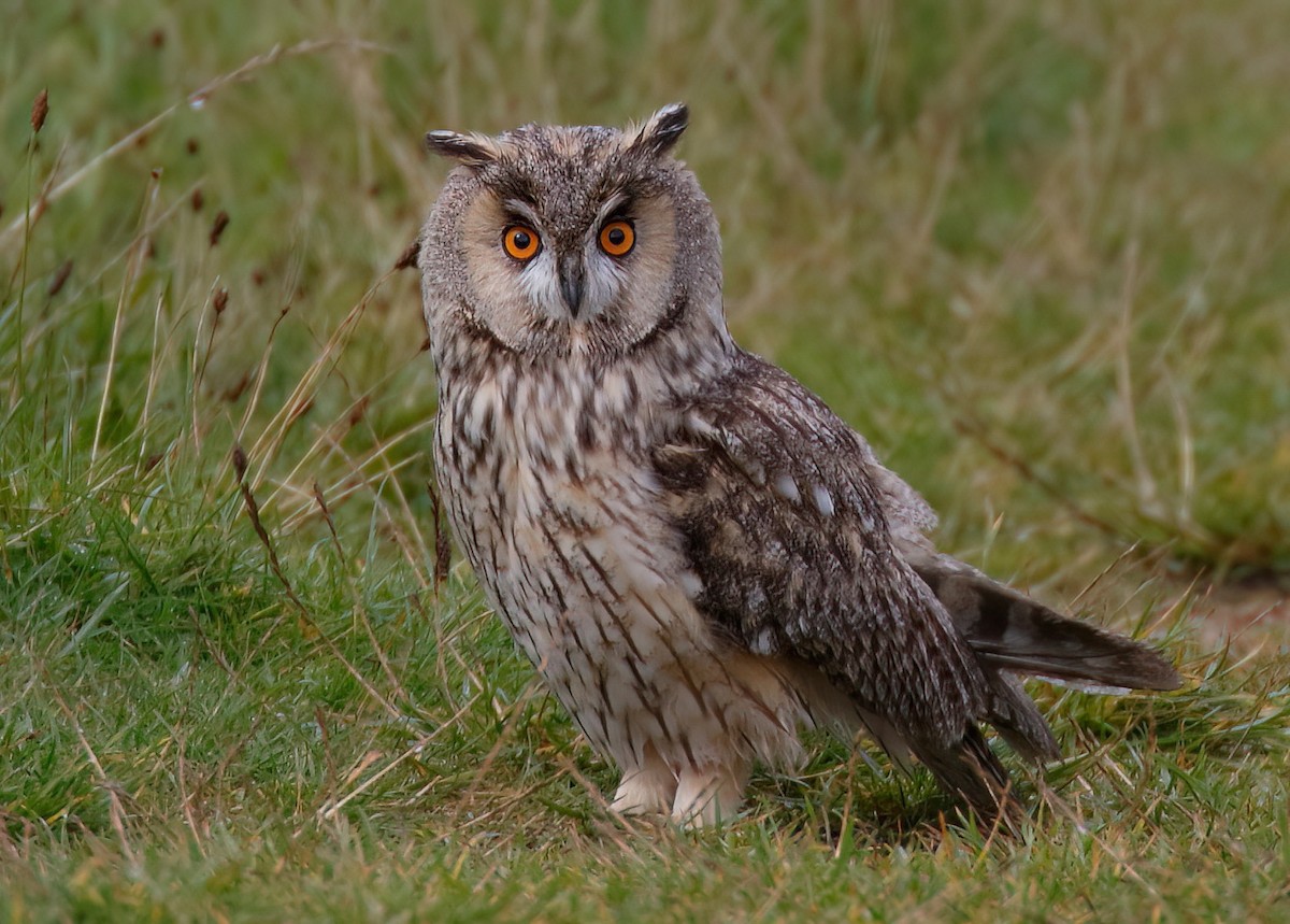 Long-eared Owl (Eurasian) - Dave Curtis