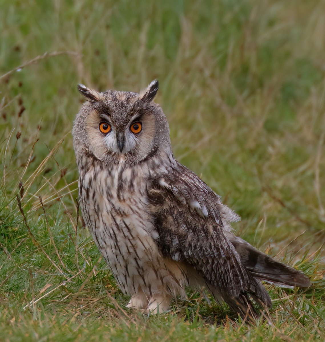Long-eared Owl (Eurasian) - ML612189255