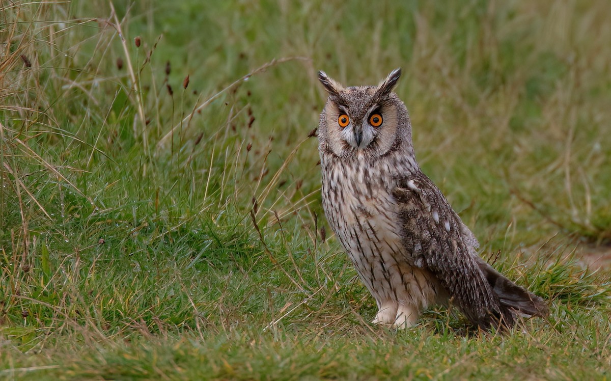 Long-eared Owl (Eurasian) - Dave Curtis