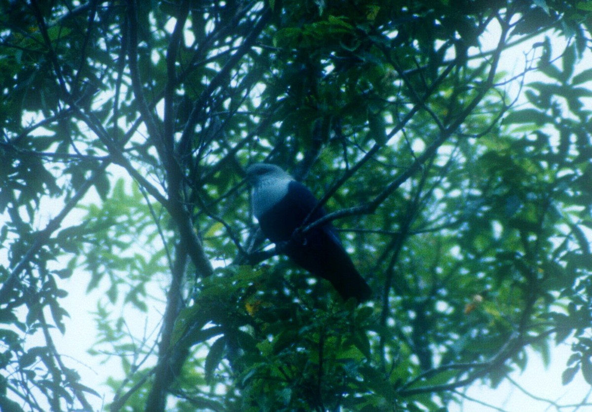 Comoro Blue-Pigeon - ML612189483