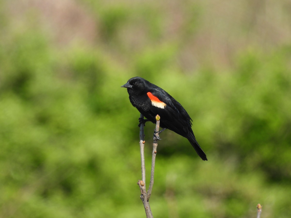 Red-winged Blackbird - ML612189503