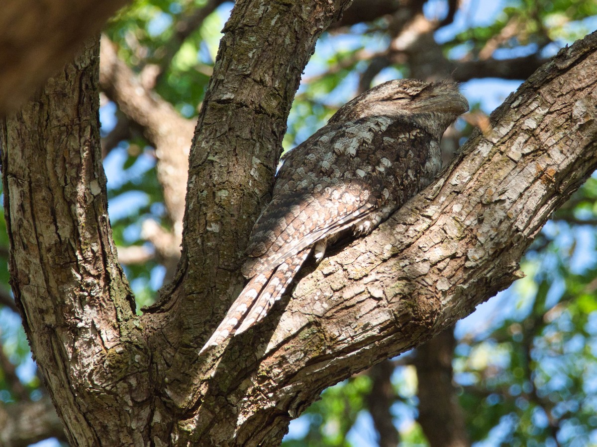 Papuan Frogmouth - ML612189572