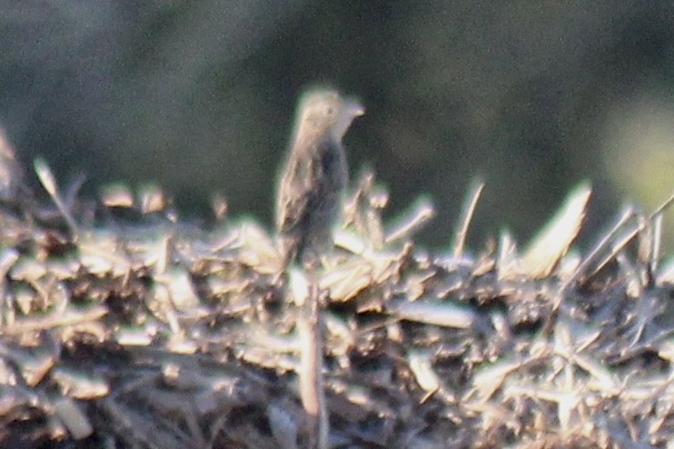 Grasshopper Sparrow - ML612189623