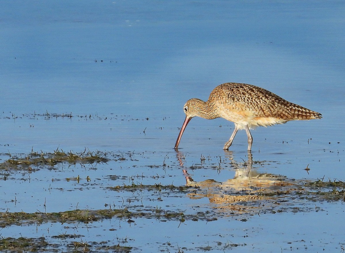 Long-billed Curlew - ML612189690