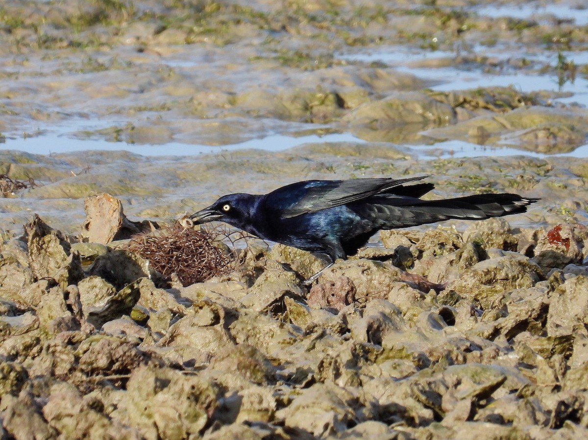 Great-tailed Grackle - ML612189731