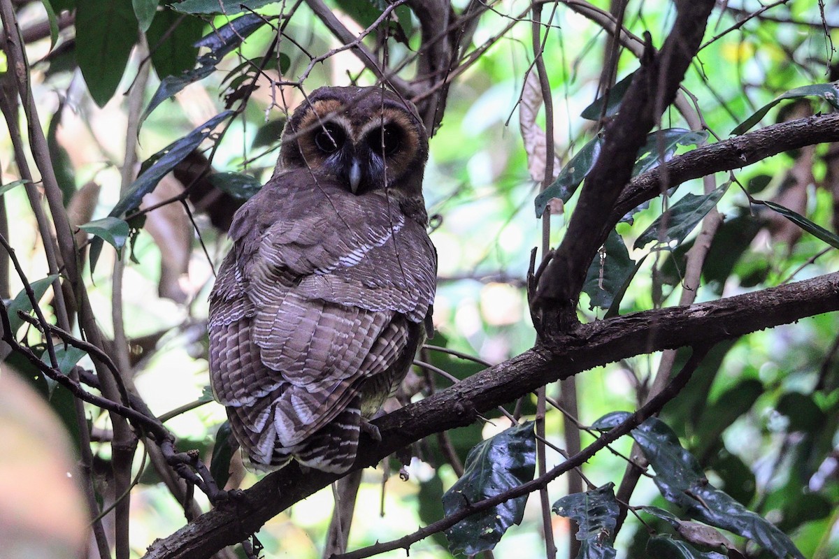 Brown Wood-Owl - ML612189805