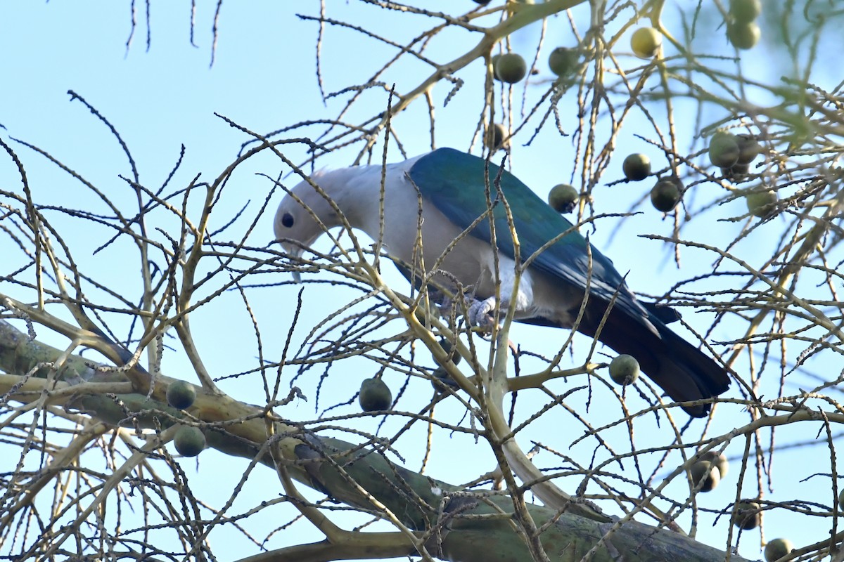 Green Imperial-Pigeon - ML612189820