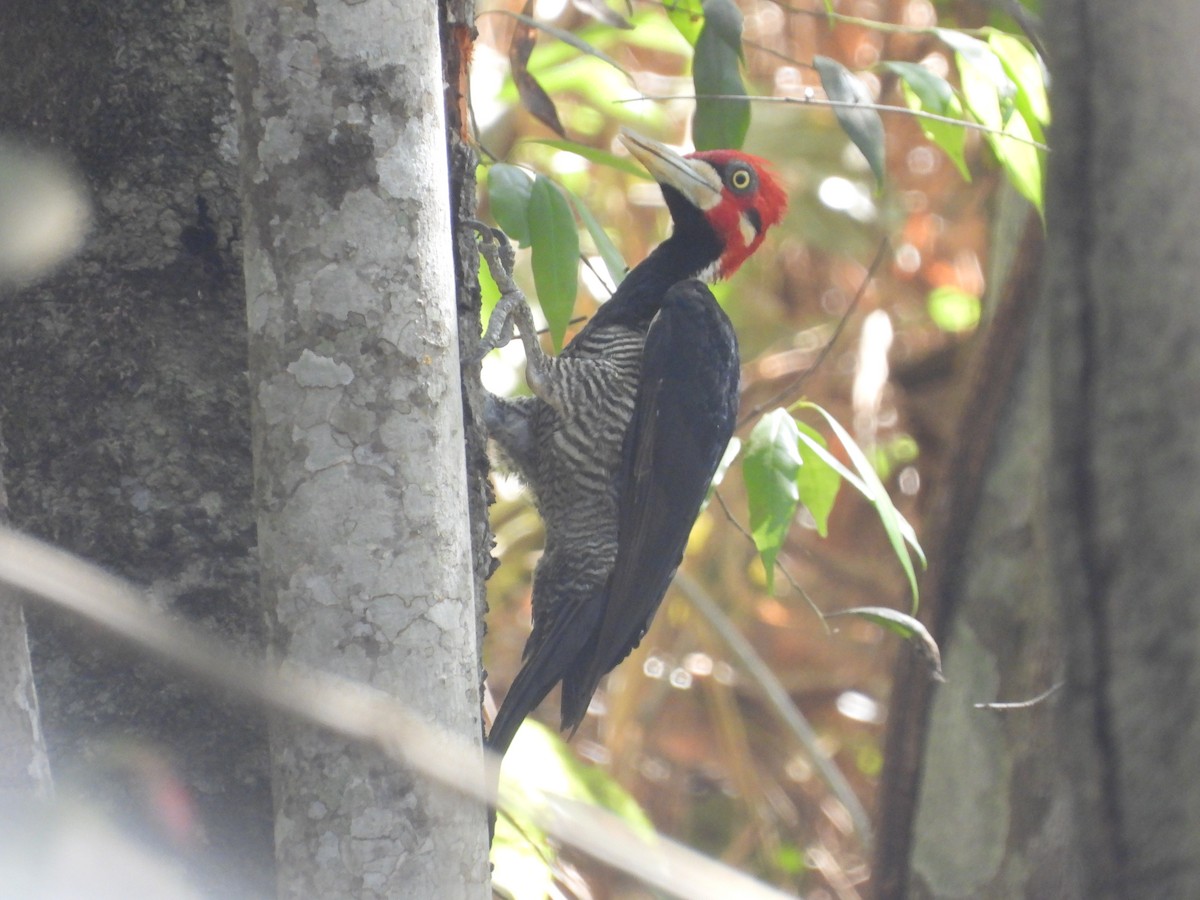 Crimson-crested Woodpecker - ML612189879