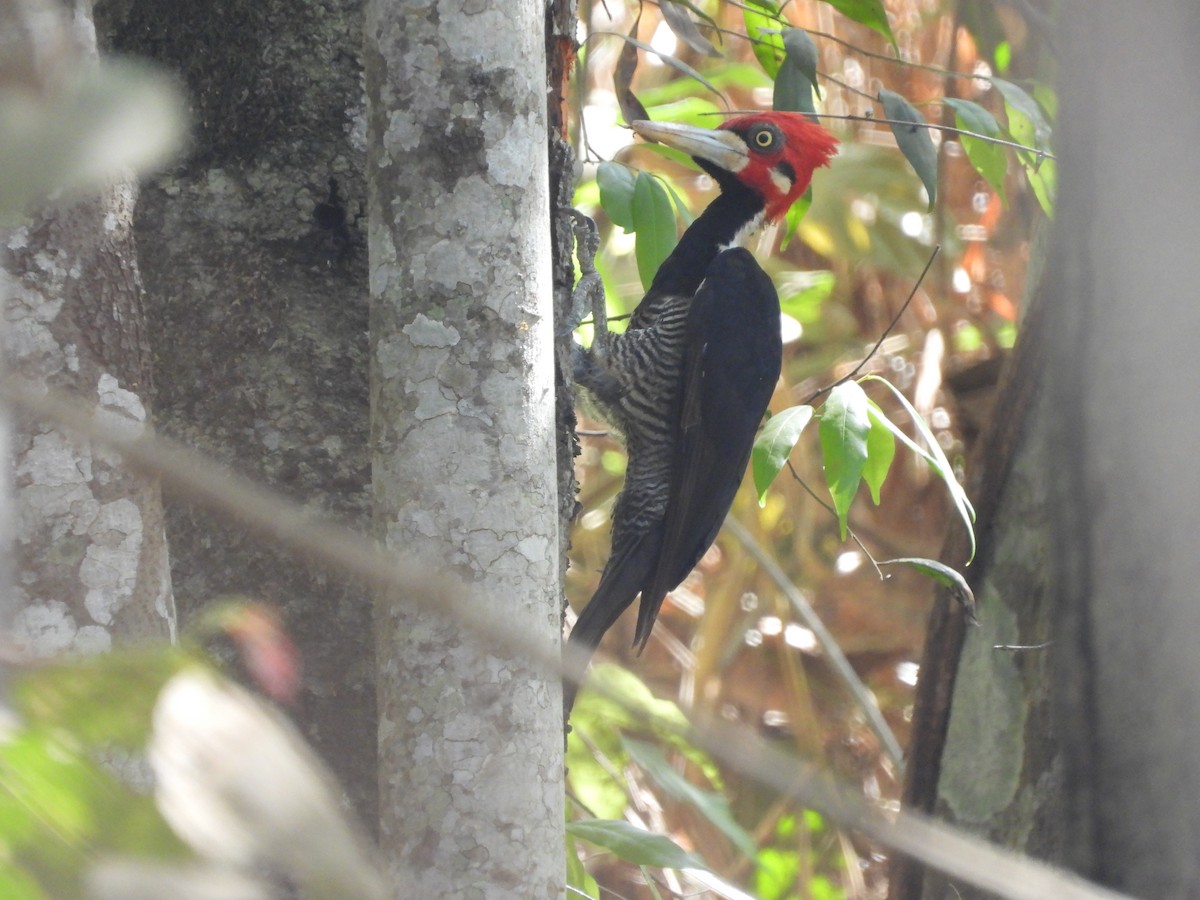 Crimson-crested Woodpecker - ML612189898