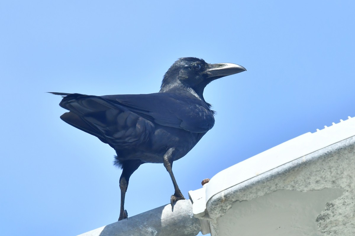 Large-billed Crow - ML612190129