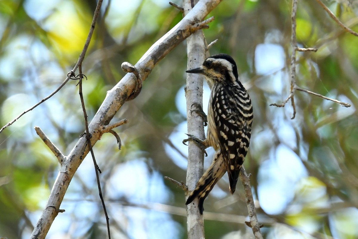 Sunda Pygmy Woodpecker - ML612190152