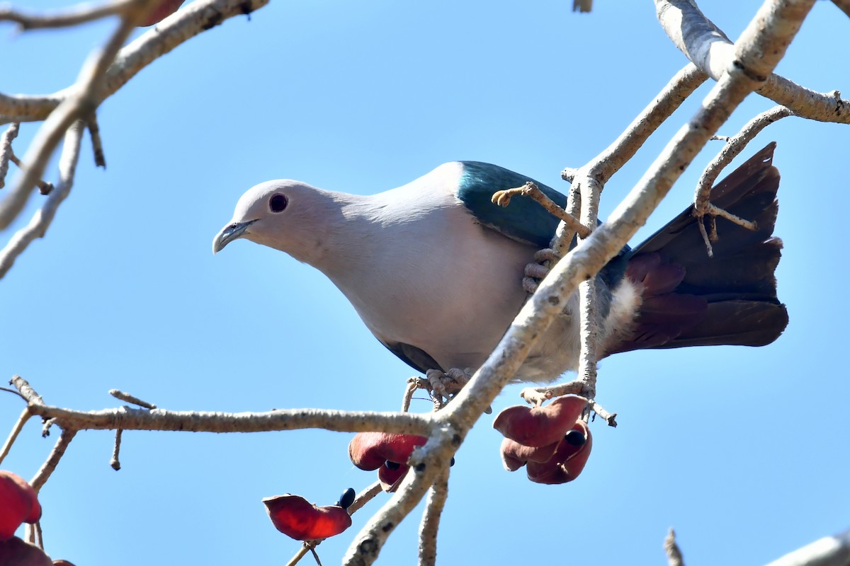 Green Imperial-Pigeon - ML612190165