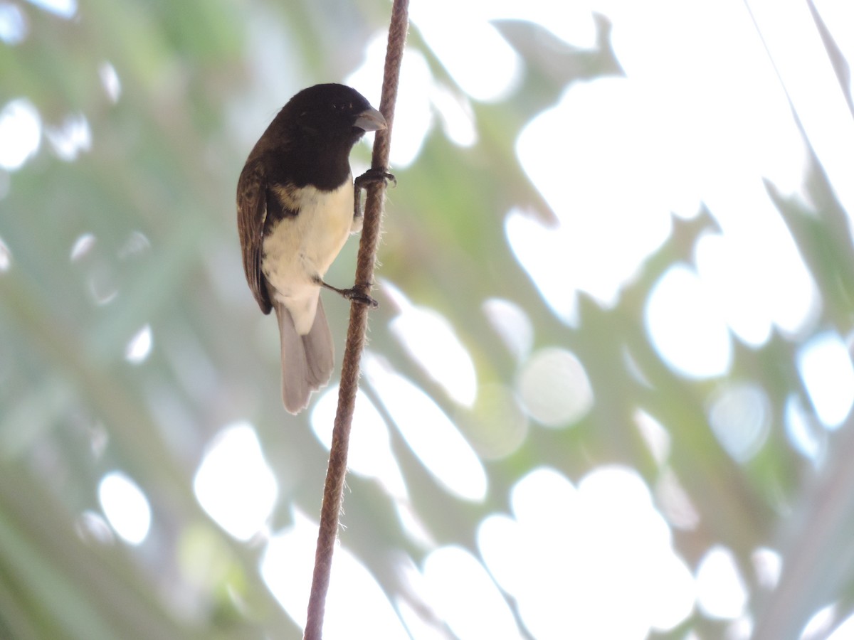 Yellow-bellied Seedeater - ML612190306