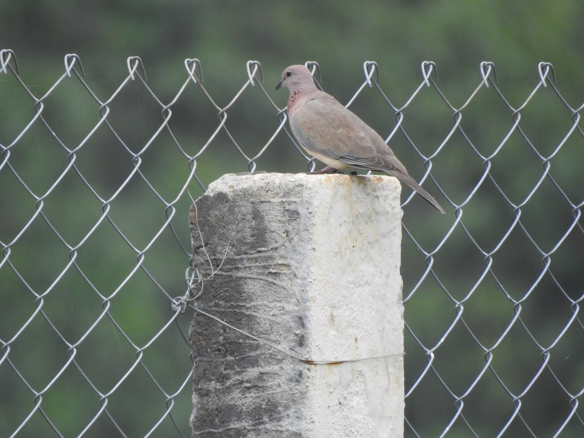 Laughing Dove - ML612190376