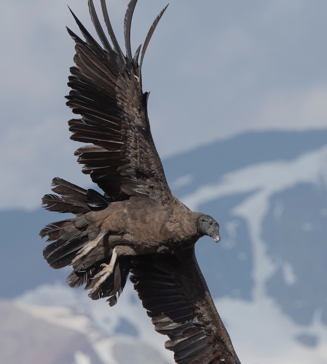 Andean Condor - ML612190379