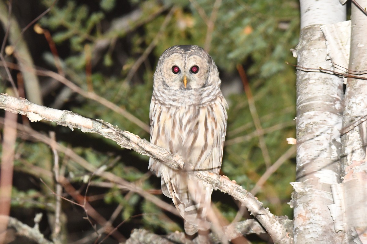 Barred Owl - ML612190588