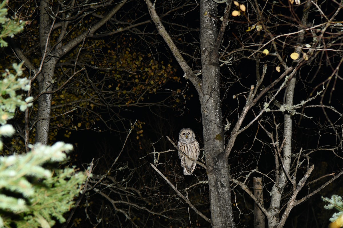 Barred Owl - ML612190609