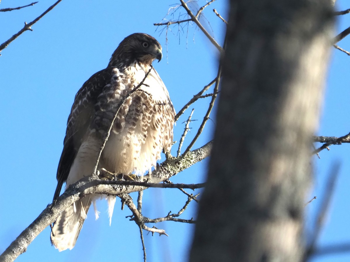 Red-tailed Hawk - ML612190810