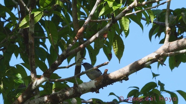Plain-colored Tanager - ML612190899