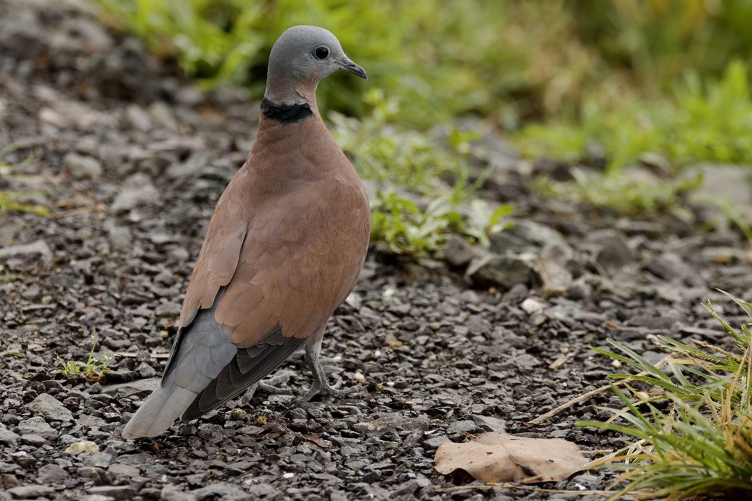 Red Collared-Dove - ML612191109