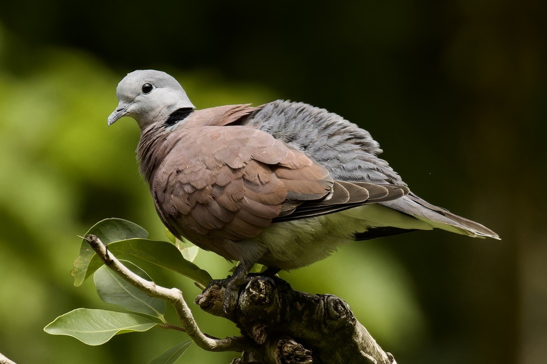 Red Collared-Dove - ML612191325