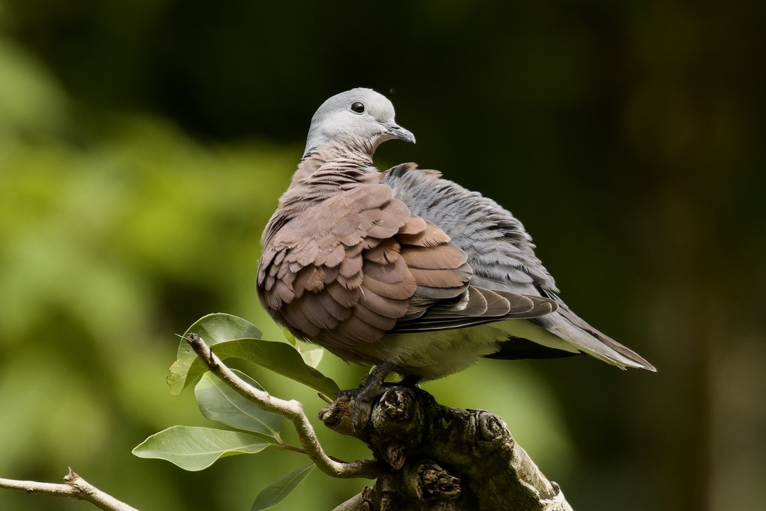 Red Collared-Dove - ML612191326