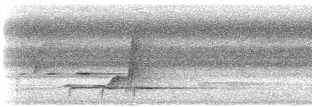 Perico Elegante (grupo elegans) - ML612191826