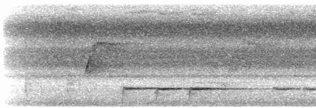 Perico Elegante (grupo elegans) - ML612191827