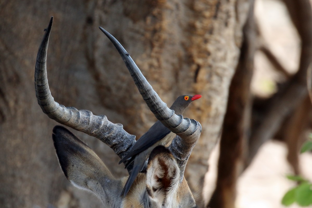 Red-billed Oxpecker - ML612192024