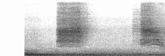 דרונגו עשנוני (לבן-לחי) - ML612192031